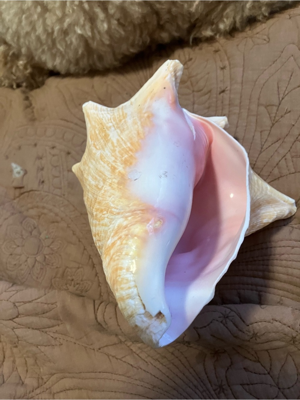 Large Queen Conch Shell - Picture 6 of 8